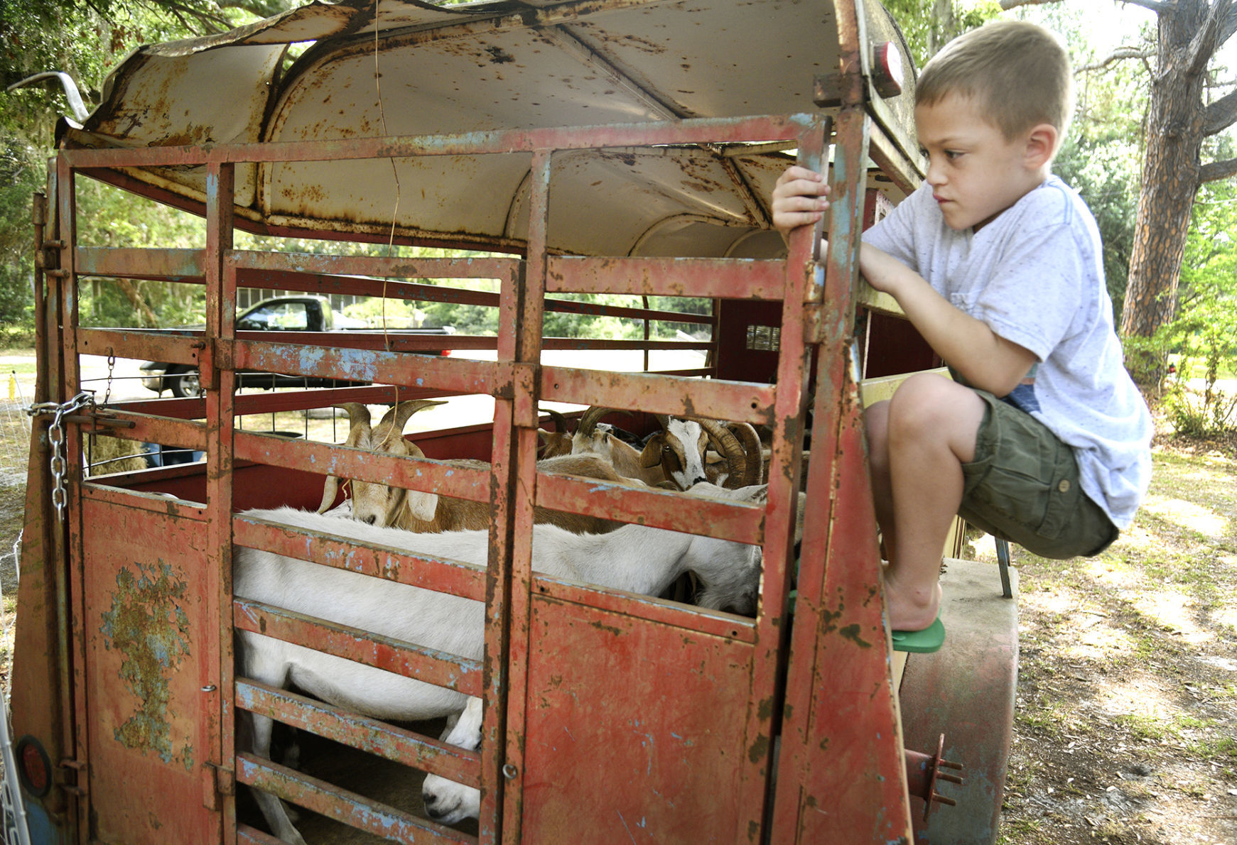 goat mowing